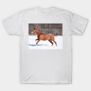 Verrazano filly T-Shirt